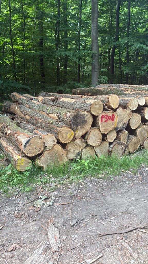 braune Holzstämme auf der grünen Wiese tagsüber